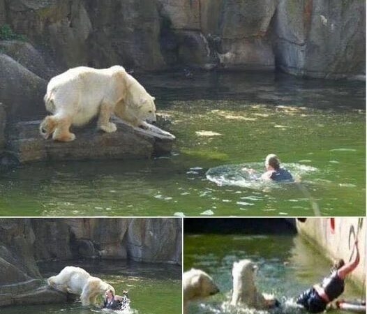 A 32-year-old woman was atta cked by a polar bear after she jumped into their enclosure at the Berlin Zoo.