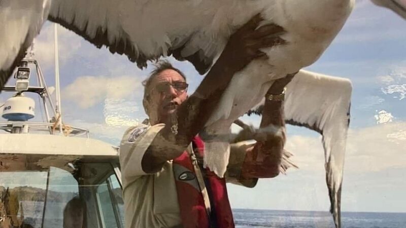 The Royal Albatross: A Majestic Giant of the Skies