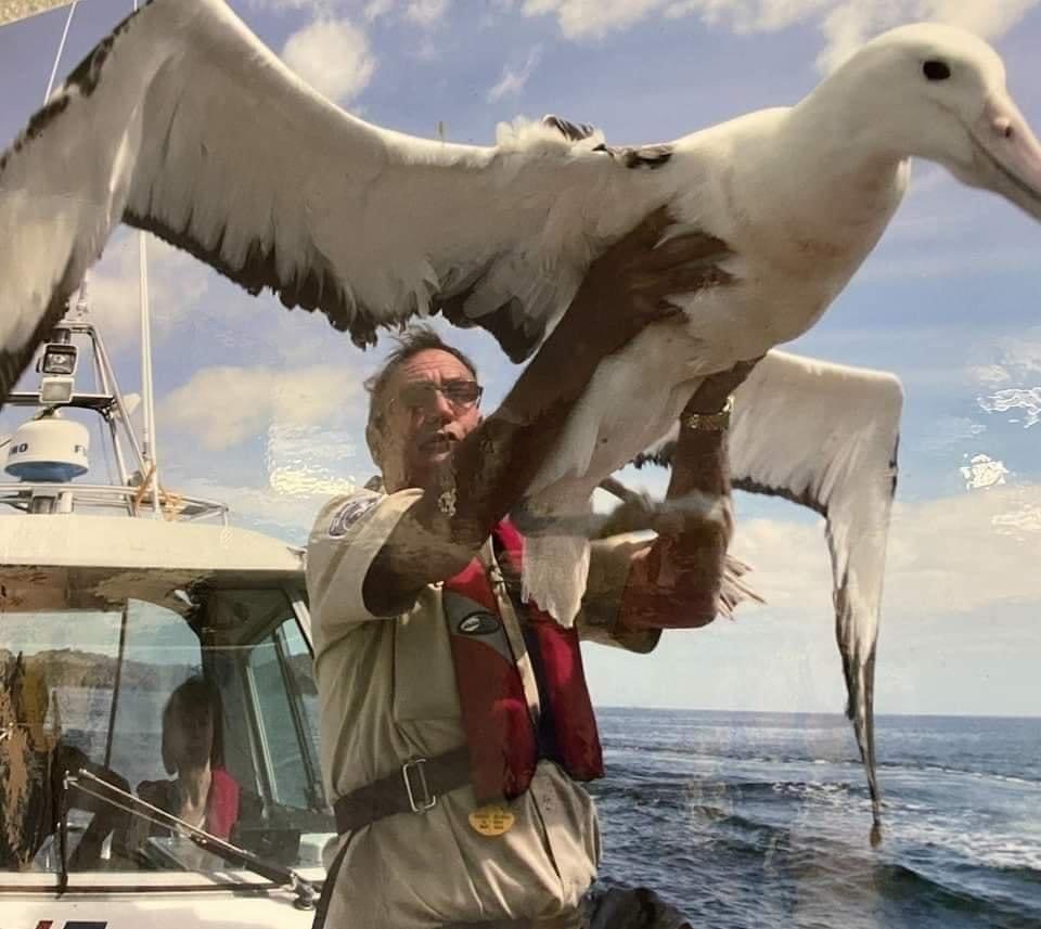 The Royal Albatross: A Majestic Giant of the Skies