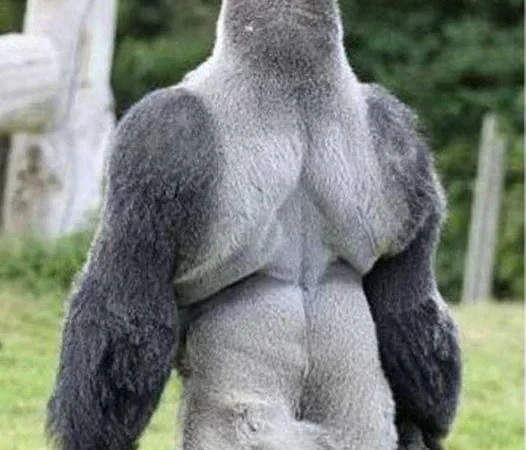 People are adoring this gorilla everywhere. Simply wait for him to turn around, and you’ll see why.