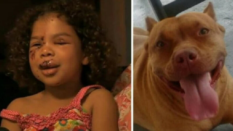 A courageous Pit Bull defended a young girl against an attack by a neighbor’s dog.