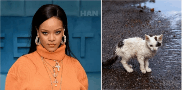 :  🚨 RIHANNA’S HEART OF GOLD: Superstar Launches $5M Cat Sanctuary In Missouri 😱❤️ “Whisker Haven” Rescues Strays, Provides Vet Care & Rehabilitation — Fans Praise Her Compassion Beyond Music! 🐾💥