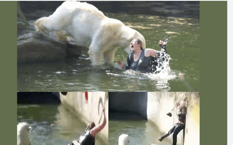 Chaos at Berlin Zoo After Woman Jumps Into Polar Bear Enclosure, Leaving Visitors Terrified