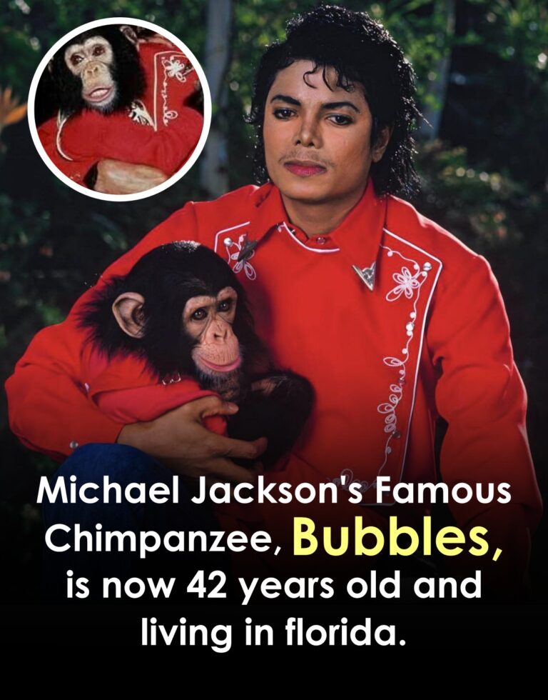 He once traveled the world with a pop legend. Bubbles, the famous chimpanzee companion of Michael Jackson, appeared beside him on tours, interviews, and global appearances