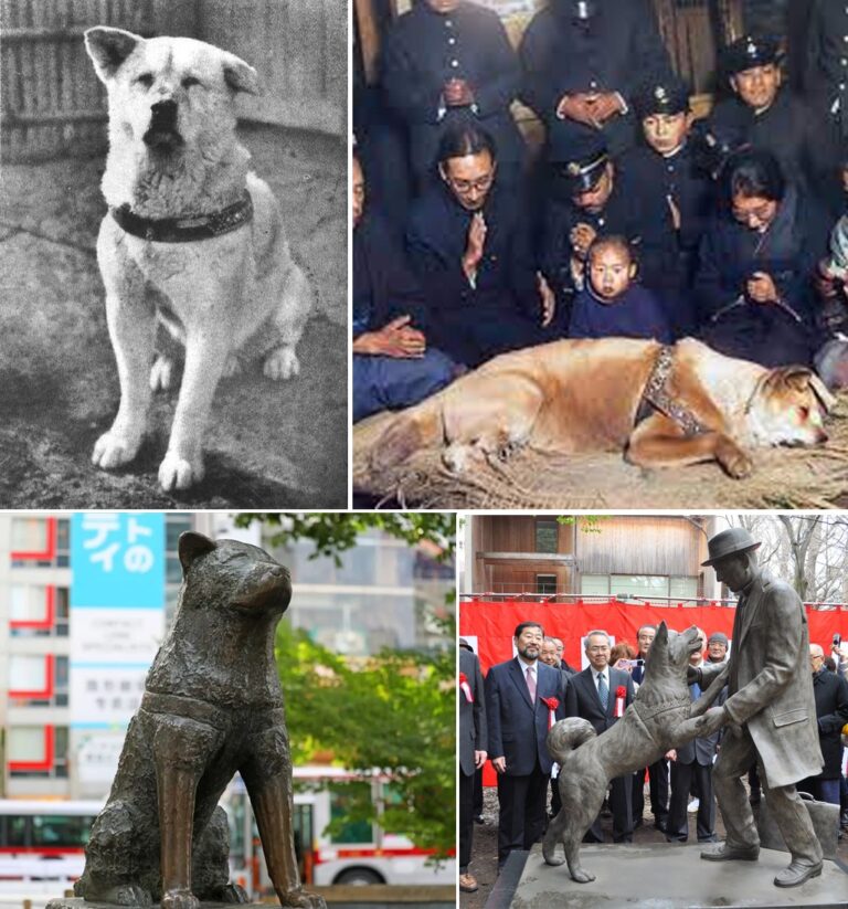 🐾 Hachikō — The Dog Who Waited for Love 🕊️