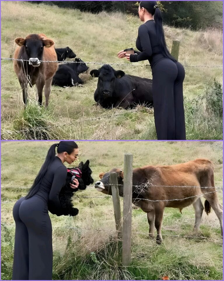 My cousin went to the field to see the animals