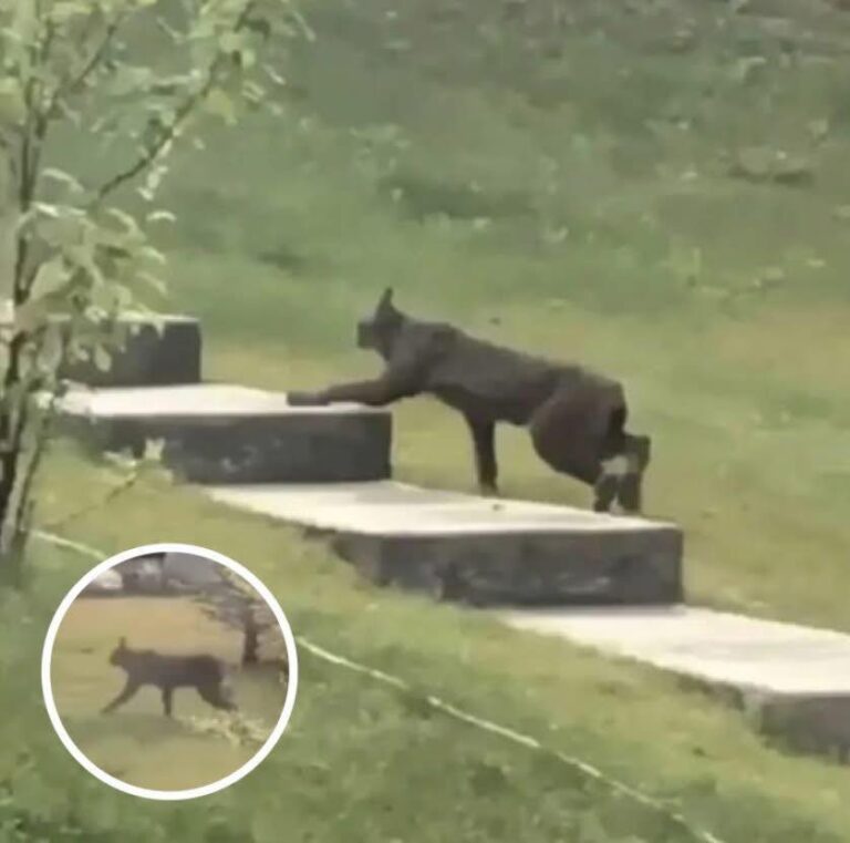 Rare Creature Caught On Camera For The 1st Time, Leave Scientists Stunned😳👇