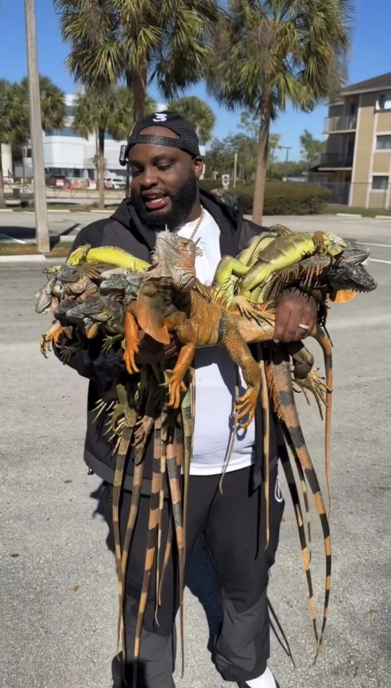 Thousands of iguanas have fallen from trees across Florida in the past 24 hours. As temperatures drop into the 40s or lower, iguanas become cold-stunned, temporarily losing muscle control and tumbling from branches. 🦎❄️