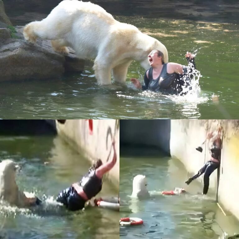 Woman Seriously Injured After Jumping Into Polar Bear Enclosure at Berlin Zoo