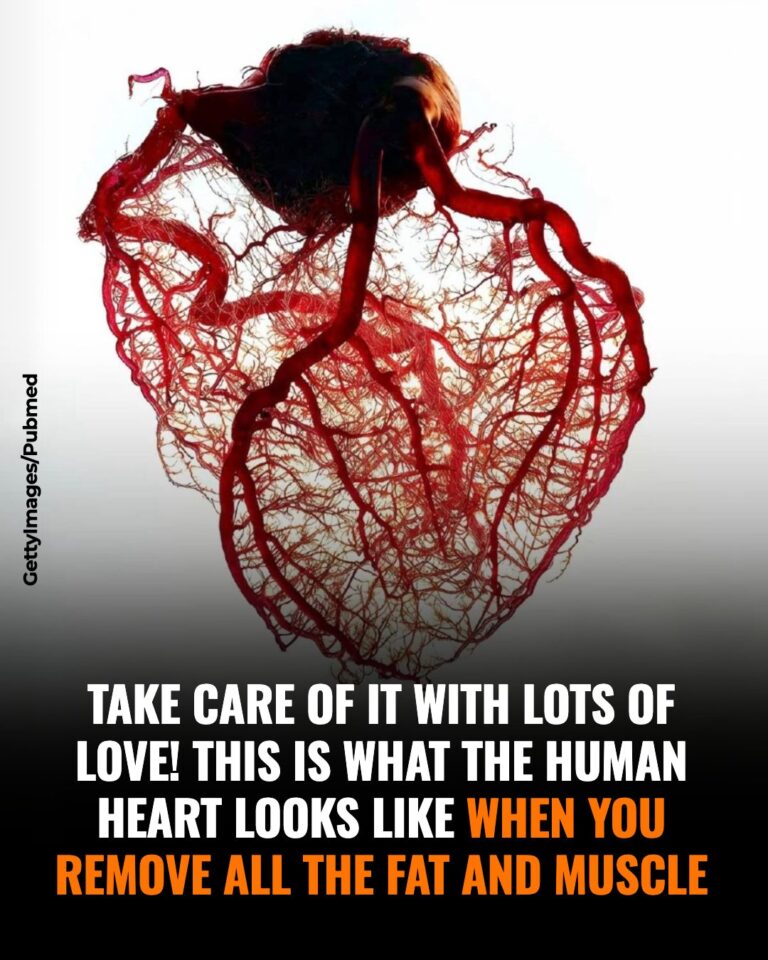 THE HEART: THE ORGAN THAT CHOSE SURVIVAL OVER PERFECTION ❤️