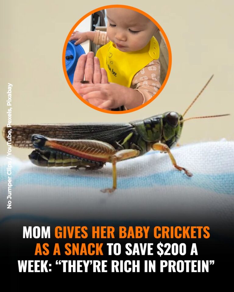 A Viral Feeding Choice Sparks Debate: A Canadian Mother, Crickets, and the Cost of Living