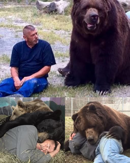 Jimmy the Bear — The Gentle Giant Who Wins Every Heart