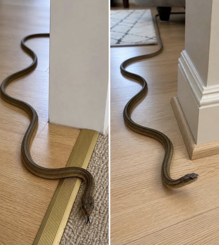 When this snake enters your house, it means you have…