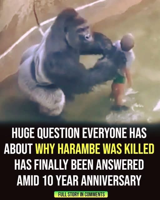 Long-Standing Questions About Harambe’s Death Finally Addressed Nearly 10 Years Later