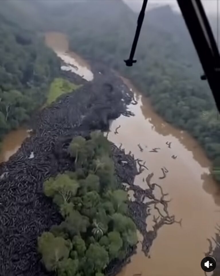 OMG Unbelievable footage from the Amazon…