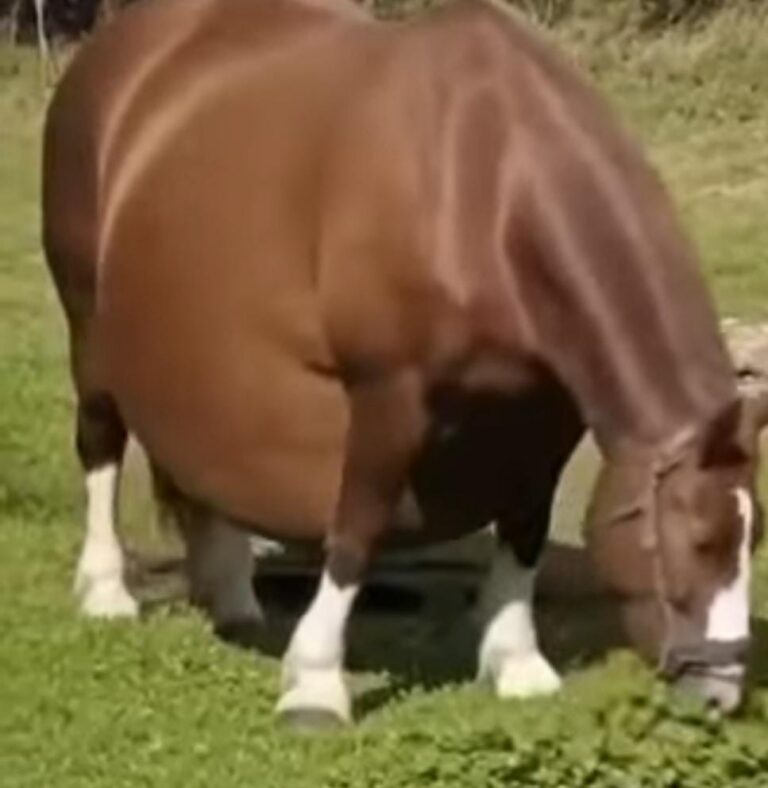 Horse Refuses To Give Birth, When The Vet Sees The Ultrasound He Calls The Police..