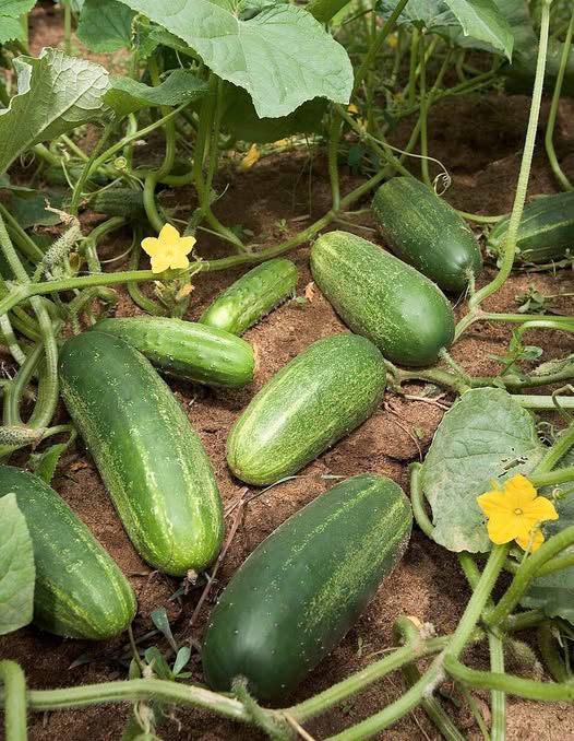 Cucumber Water Benefits and Risks: What Experts Really Say