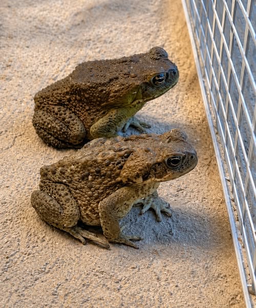 Why Toads May Appear Around Your Home and What It Means
