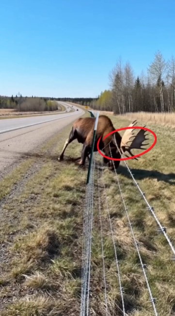 Giant moose near a highway fence while its calf stays close