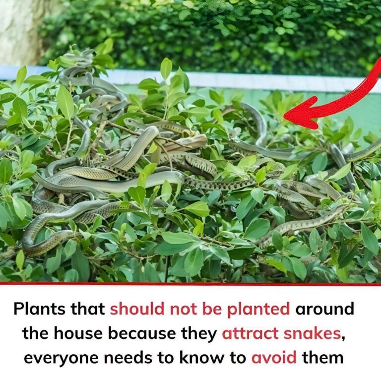 Common Plants and Outdoor Practices That Can Draw Snakes In