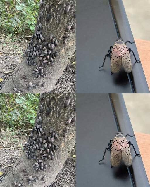 The Flashy Red Invader Destroying Your Backyard: Why You Must Declare War on This Pest Today