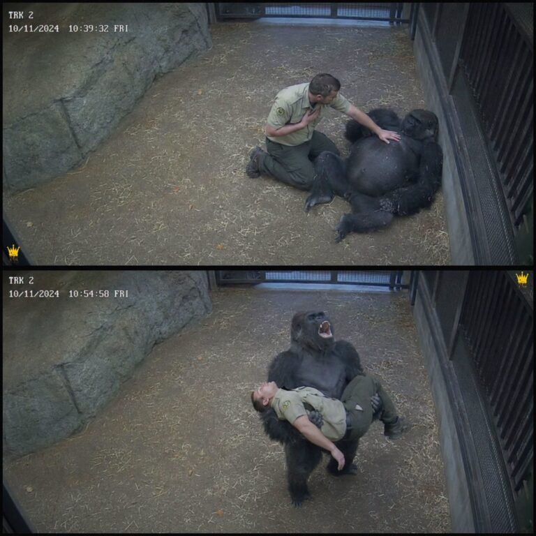 Hero Gorilla’s Cries Save Beloved Caretaker After Sudden Medical Emergency