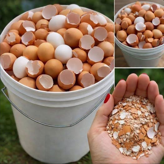 Eggshells Are More Useful Than You Think—Here’s Why