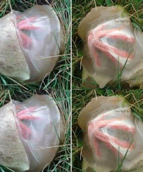 The Strange Discovery in My Garden That Taught Me an Unexpected Lesson