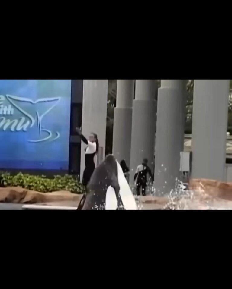 😢 Shocking orca whale attacked Jessica attack by orca whale…