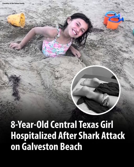 8-Year-Old Central Texas Girl Hospitalized After Shark Attack on Galveston Beach